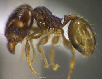 Media type: image;   Entomology 34157 Aspect: habitus lateral view